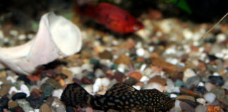 Come pulire l’acquario d’acqua dolce 1165 0 Come pulire l acquario d acqua dolce_ok